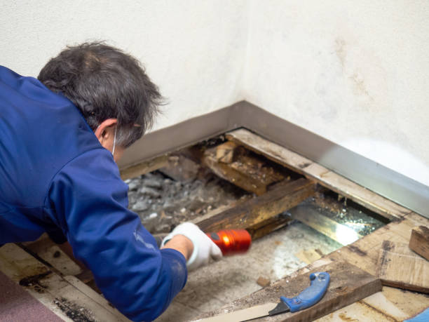 Best Best Mold Removal Companies  in Shepherd, TX