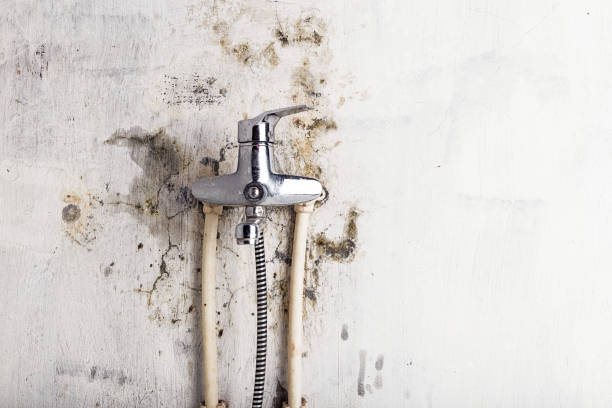 Best Affordable Mold Removal  in Shepherd, TX