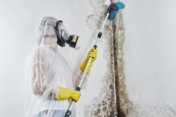 Best Residential Mold Removal  in Shepherd, TX