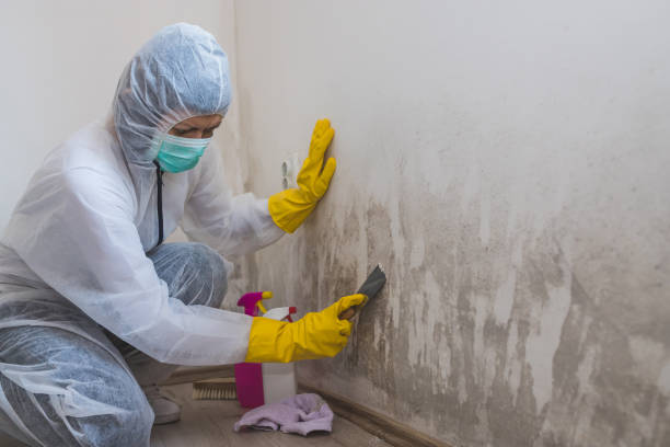 Best Best Mold Removal Companies  in Shepherd, TX