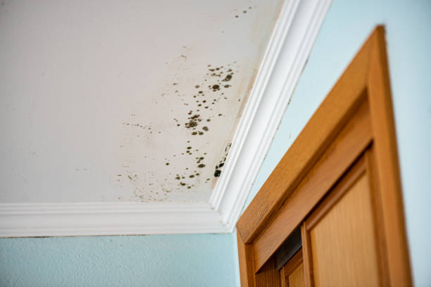 Best Professional Mold Removal  in Shepherd, TX