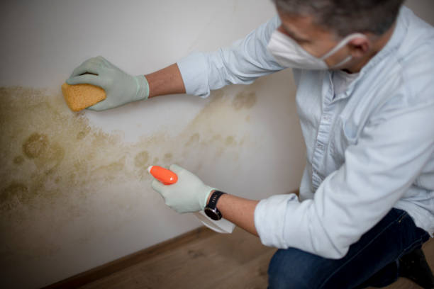Office Mold Removal Services in Shepherd, TX