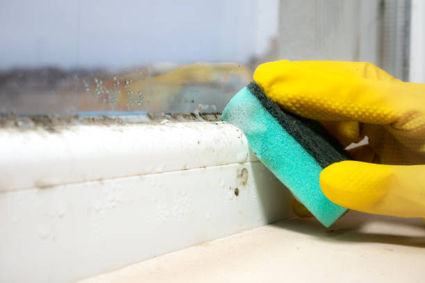 Best Mold Removal Company Near Me  in Shepherd, TX