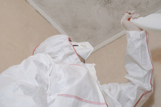 Best Local Mold Removal Service  in Shepherd, TX