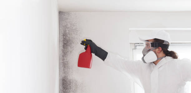 Best Mold Removal Company Near Me  in Shepherd, TX