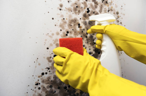 Best Mold Removal Near Me  in Shepherd, TX