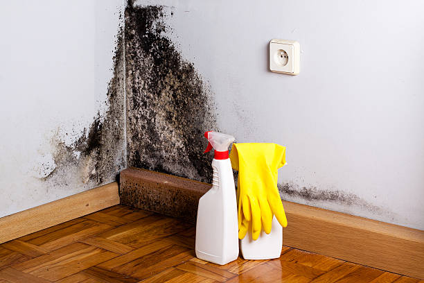 Best Toxic Mold Removal  in Shepherd, TX