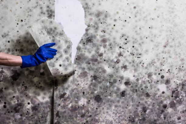 Best Office Mold Removal Services  in Shepherd, TX
