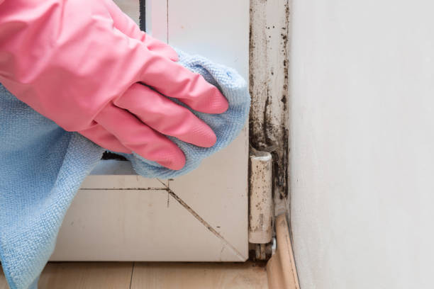 Mold Testing and Removal in Shepherd, TX