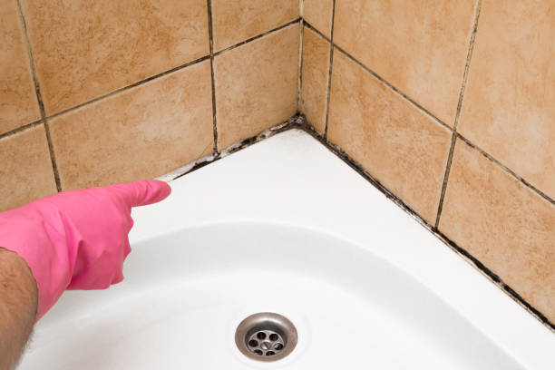 Best Fast Mold Removal  in Shepherd, TX